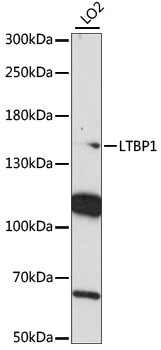 LTBP1 / LTBP-1 Antibody - Western blot analysis of extracts of LO2 cells, using LTBP1 antibody at 1:1000 dilution. The secondary antibody used was an HRP Goat Anti-Rabbit IgG (H+L) at 1:10000 dilution. Lysates were loaded 25ug per lane and 3% nonfat dry milk in TBST was used for blocking. An ECL Kit was used for detection and the exposure time was 90s.