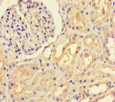LTBP4 Antibody - Immunohistochemistry of paraffin-embedded human kidney tissue at dilution of 1:100