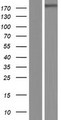 LTBP4 Protein - Western validation with an anti-DDK antibody * L: Control HEK293 lysate R: Over-expression lysate