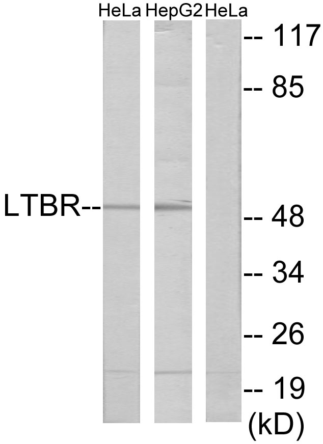 LTBR Antibody - Western blot analysis of lysates from HeLa and HepG2 cells, using LTBR Antibody. The lane on the right is blocked with the synthesized peptide.