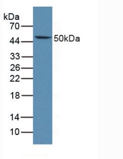 LTBR Antibody - Western Blot; Sample: Mouse Thymus Tissue.