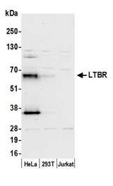 LTBR Antibody - Detection of human LTBR by western blot. Samples: Whole cell lysate (50 µg) from HeLa, HEK293T, and Jurkat cells prepared using NETN lysis buffer. Antibody: Affinity purified rabbit anti-LTBR antibody used for WB at 0.1 µg/ml. Detection: Chemiluminescence with an exposure time of 30 seconds.