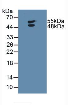 LTBR Antibody - Western Blot; Sample: Human U-87MG Cells.