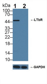 LTBR Antibody - Knockout Varification: Lane 1: Wild-type U87MG cell lysate; Lane 2: LTbR knockout U87MG cell lysate; Predicted MW: 45,47kDa Observed MW: 47kDa Primary Ab: 3µg/ml Rabbit Anti-Human LTbR Antibody Second Ab: 0.2µg/mL HRP-Linked Caprine Anti-Rabbit IgG Polyclonal Antibody
