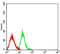LTBR Antibody - Flow cytometric analysis of HL-60 cells using LTBR mouse mAb (green) and negative control (red).