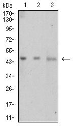 LTBR Antibody - Western blot analysis using LTBR mouse mAb against Hela (1), NIH/3T3 (2), and HEK293 (3) cell lysate.