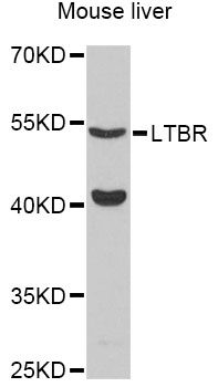 LTBR Antibody - Western blot analysis of extracts of mouse liver, using LTBR Antibody at 1:3000 dilution. The secondary antibody used was an HRP Goat Anti-Rabbit IgG (H+L) at 1:10000 dilution. Lysates were loaded 25ug per lane and 3% nonfat dry milk in TBST was used for blocking. An ECL Kit was used for detection and the exposure time was 90s.