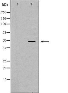 LTBR Antibody - Western blot analysis of extracts of mouse liver tissue using LTBR antibody. The lane on the left is treated with the antigen-specific peptide.