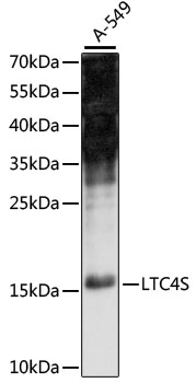 LTC4S / LTC4 Synthase Antibody - Western blot analysis of extracts of A-549 cells, using LTC4S antibody at 1:1000 dilution. The secondary antibody used was an HRP Goat Anti-Rabbit IgG (H+L) at 1:10000 dilution. Lysates were loaded 25ug per lane and 3% nonfat dry milk in TBST was used for blocking. An ECL Kit was used for detection and the exposure time was 90s.