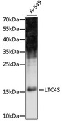 LTC4S / LTC4 Synthase Antibody - Western blot analysis of extracts of A-549 cells, using LTC4S antibody at 1:1000 dilution. The secondary antibody used was an HRP Goat Anti-Rabbit IgG (H+L) at 1:10000 dilution. Lysates were loaded 25ug per lane and 3% nonfat dry milk in TBST was used for blocking. An ECL Kit was used for detection and the exposure time was 90s.