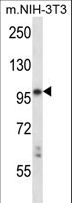 LTK Antibody - Mouse Ltk Antibody western blot of mouse NIH-3T3 cell line lysates (35 ug/lane). The Ltk antibody detected the Ltk protein (arrow).