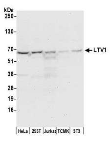 LTV1 Antibody - Detection of human and mouse LTV1 by western blot. Samples: Whole cell lysate (50 µg) from HeLa, HEK293T, Jurkat, mouse TCMK-1, and mouse NIH 3T3 cells prepared using NETN lysis buffer. Antibody: Affinity purified rabbit anti-LTV1 antibody used for WB at 0.1 µg/ml. Detection: Chemiluminescence with an exposure time of 30 seconds.