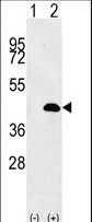 Luc7 / LUC7L Antibody - Western blot of LUC7L (arrow) using rabbit polyclonal LUC7L Antibody. 293 cell lysates (2 ug/lane) either nontransfected (Lane 1) or transiently transfected (Lane 2) with the LUC7L gene.
