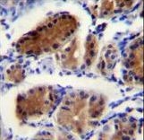 Luc7 / LUC7L Antibody - LUC7L Antibody immunohistochemistry of formalin-fixed and paraffin-embedded human stomach tissue followed by peroxidase-conjugated secondary antibody and DAB staining.