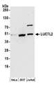 LUC7L2 Antibody - Detection of human LUC7L2 by western blot. Samples: Whole cell lysate (50 µg) from HeLa, HEK293T, and Jurkat cells prepared using NETN lysis buffer. Antibody: Affinity purified rabbit anti-LUC7L2 antibodyused at 1:1000. Detection: Chemiluminescence with an exposure time of 3 minutes.