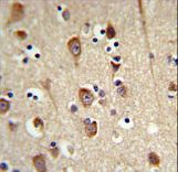 LUC7L2 Antibody - LUC7L2 Antibody IHC of formalin-fixed and paraffin-embedded brain tissue followed by peroxidase-conjugated secondary antibody and DAB staining.