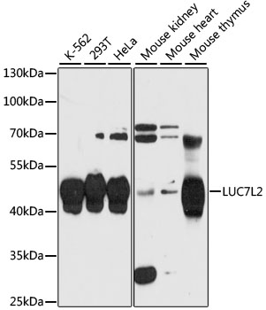LUC7L2 Antibody - Western blot analysis of extracts of various cell lines, using LUC7L2 antibody at 1:3000 dilution. The secondary antibody used was an HRP Goat Anti-Rabbit IgG (H+L) at 1:10000 dilution. Lysates were loaded 25ug per lane and 3% nonfat dry milk in TBST was used for blocking. An ECL Kit was used for detection and the exposure time was 30s.