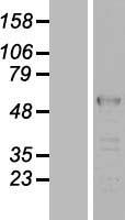 LUC7L2 Protein - Western validation with an anti-DDK antibody * L: Control HEK293 lysate R: Over-expression lysate