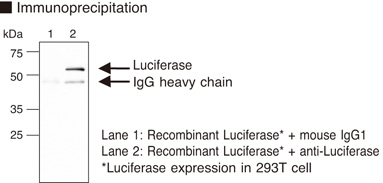 Luciferase Antibody