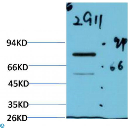 Luciferase Antibody - Western Blot (WB) analysis of Firefly Luciferase Transfected HeLa Cell Lysate using Luciferase Mouse Monoclonal Antibody diluted at 1:2000.