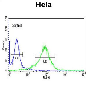 Lumican Antibody - LUM Antibody flow cytometry of HeLa cells (right histogram) compared to a negative control cell (left histogram). FITC-conjugated goat-anti-rabbit secondary antibodies were used for the analysis.