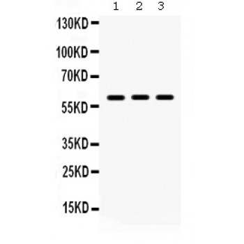 Lumican Antibody - Lumican antibody Western blot. All lanes: Anti Lumican at 0.5 ug/ml. Lane 1: Mouse Testis Tissue Lysate at 50 ug. Lane 2: Mouse Thymus Tissue Lysate at 50 ug. Lane 3: NIH3T3 Whole Cell Lysate at 40 ug. Predicted band size: 38 kD. Observed band size: 60 kD.