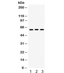 Lumican Antibody