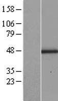 Lumican Protein - Western validation with an anti-DDK antibody * L: Control HEK293 lysate R: Over-expression lysate