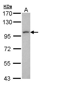 LUZP1 Antibody - Sample (30 ug of whole cell lysate). A: H1299. 7.5% SDS PAGE. LUZP1 antibody diluted at 1:1000