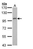 LUZP1 Antibody - Sample (30 ug of whole cell lysate). A: H1299. 7.5% SDS PAGE. LUZP1 antibody diluted at 1:1000