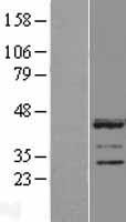 LUZP2 Protein - Western validation with an anti-DDK antibody * L: Control HEK293 lysate R: Over-expression lysate