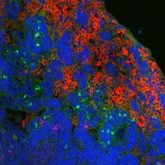 Ly-6B.2 Antibody - Immunofluorescence staining of mouse Peyer's patch with Rat anti-Mouse Ly6.2B:FITC , green; counterstained for macrophages (F4/80), red and nuclei, blue This image was taken for the unconjugated form of this product. Other forms have not been tested.