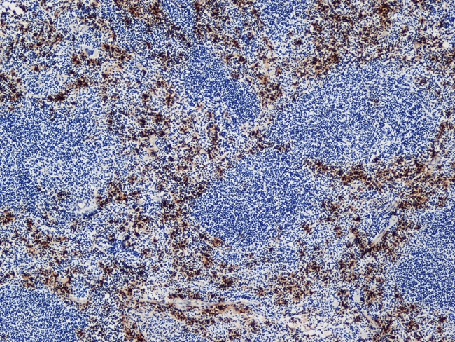Ly-6B.2 Antibody - Immunohistochemistry of C57BL6 mouse spleen cryosection with Rat anti-Mouse Ly-6B.2 alloantigen