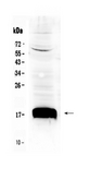 Ly6a / Sca-1 Antibody - Western blot - Anti-Sca1/Ly6A/E Picoband Antibody
