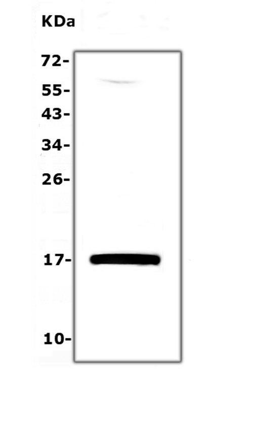 Ly6a / Sca-1 Antibody - Western blot analysis of Sca1/Ly6A/E using anti-Sca1/Ly6A/E antibody. Electrophoresis was performed on a 5-20% SDS-PAGE gel at 70V (Stacking gel) / 90V (Resolving gel) for 2-3 hours. The sample well of each lane was loaded with 50ug of sample under reducing conditions. Lane 1: HEPA1-6 whole cell lysates. After Electrophoresis, proteins were transferred to a Nitrocellulose membrane at 150mA for 50-90 minutes. Blocked the membrane with 5% Non-fat Milk/ TBS for 1.5 hour at RT. The membrane was incubated with rabbit anti-Sca1/Ly6A/E antigen affinity purified polyclonal antibody at 0.5 µg/mL overnight at 4°C, then washed with TBS-0.1% Tween 3 times with 5 minutes each and probed with a goat anti-rabbit IgG-HRP secondary antibody at a dilution of 1:10000 for 1.5 hour at RT. The signal is developed using an Enhanced Chemiluminescent detection (ECL) kit with Tanon 5200 system. A specific band was detected for Sca1/Ly6A/E at approximately 17KD. The expected band size for Sca1/Ly6A/E is at 14KD.