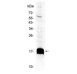 Ly6a / Sca-1 Antibody - Western blot testing of mouse HepA1-6 cell lysate with Sca-1 antibody at 0.5ug/ml. Predicted molecular weight ~14 kDa.