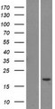 LY6G5C Protein - Western validation with an anti-DDK antibody * L: Control HEK293 lysate R: Over-expression lysate