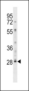 LY6G6F Antibody - LY6G6F Antibody western blot of HL-60 cell line lysates (35 ug/lane). The LY6G6F antibody detected the LY6G6F protein (arrow).