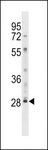 LY6G6F Antibody - LY6G6F Antibody western blot of HL-60 cell line lysates (35 ug/lane). The LY6G6F antibody detected the LY6G6F protein (arrow).