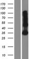 LY6G6F Protein - Western validation with an anti-DDK antibody * L: Control HEK293 lysate R: Over-expression lysate