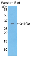 LY9 / CD229 Antibody - Western Blot; Sample: Recombinant protein.