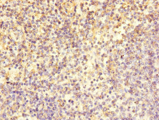 LY9 / CD229 Antibody - Immunohistochemistry of paraffin-embedded human spleen tissue at dilution 1:100