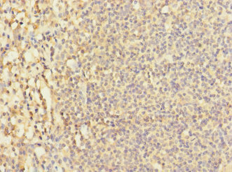 LY9 / CD229 Antibody - Immunohistochemistry of paraffin-embedded human tonsil tissue at dilution 1:100