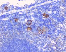 LY9 / CD229 Antibody - IHC staining of FFPE mouse spleen with CD229 antibody at 1ug/ml. HIER: boil tissue sections in pH6, 10mM citrate buffer, for 10-20 min followed by cooling at RT for 20 min.