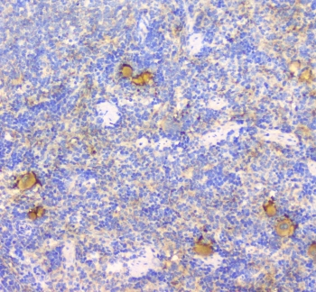 LY9 / CD229 Antibody - IHC staining of FFPE rat spleen with CD229 antibody at 1ug/ml. HIER: boil tissue sections in pH6, 10mM citrate buffer, for 10-20 min followed by cooling at RT for 20 min.