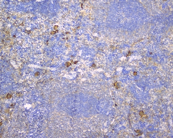 LY9 / CD229 Antibody - IHC staining of FFPE rat spleen with CD229 antibody at 1ug/ml. HIER: boil tissue sections in pH6, 10mM citrate buffer, for 10-20 min followed by cooling at RT for 20 min.