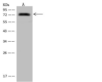 LY9 / CD229 Antibody - Anti-LY9 rabbit polyclonal antibody at 1:500 dilution. Lane A: U-251MG Whole Cell Lysate. Lysates/proteins at 30 ug per lane. Secondary: Goat Anti-Rabbit IgG (H+L)/HRP at 1/10000 dilution. Developed using the ECL technique. Performed under reducing conditions. Predicted band size: 72 kDa. Observed band size: 72 kDa.