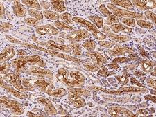 LY9 / CD229 Antibody - Immunochemical staining of human LY9 in human kidney with rabbit polyclonal antibody at 1:100 dilution, formalin-fixed paraffin embedded sections.