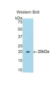 LY96 / MD2 / MD-2 Antibody - Western blot of recombinant LY96 / MD2 / MD-2.  This image was taken for the unconjugated form of this product. Other forms have not been tested.