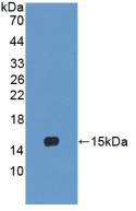 LY96 / MD2 / MD-2 Antibody - Western Blot; Sample: Recombinant LY96, Human.